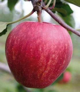 Jablonoň 'Gala Fendeca'